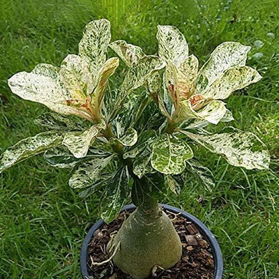 Qualtivate GUA-342 Desert Rose/Adenium Obesum Seed(30 per packet)