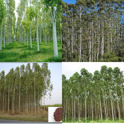 ibains Eucalyptus seeds 42 Seed(42 per packet)
