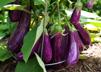 BDSresolve f1 brinjal seeds pack of 39 Seed(39 per packet)