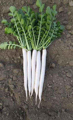LPR MULI ,WHITE RADISH Seed(20 per packet)