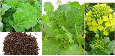 CYBEXIS Combo of leafy vegetable (four varieties : 2000+ Seeds) Seed(10 g)