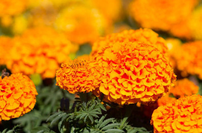 PlantaZee marigold/gende ka phool flower seeds Seed(75 per packet)