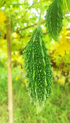SEEDARIA Vegetable seed -Bitter Gourd - Karela Seeds F1 Hybrid Seed Seed(29 per packet)