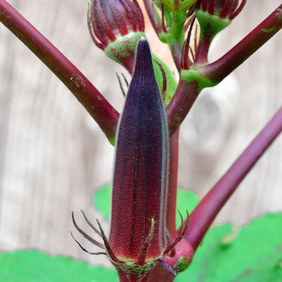 Qualtivate HUA-8A Okra Red Seeds Seed(350 per packet)