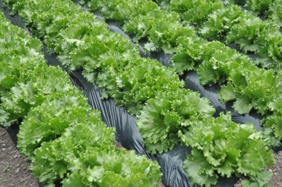 Aywal Lettuce, Iceberg Seed(65 g)