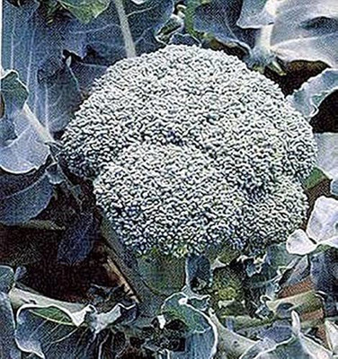 WILLVINE PAU-421 Broccoli Early Dividend Vegetable Seeds Seed(200 per packet)
