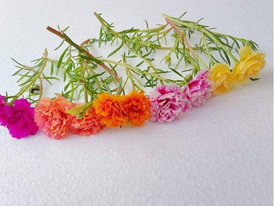ibains Portulaca mixed flower seed Seed(37 per packet)