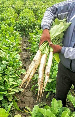 DEYS AGRO ™ f1 hybrid white radish seeds,vegetable Seed(32 per packet)