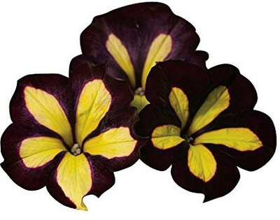 CYBEXIS Star Petunia Flower Seeds - Black and Yellow Seed(50 per packet)