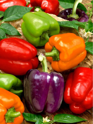 Biosnyg Hybrid Multicolor Capsicum Seeds For Kitchen Gardening-(100 Seeds) Seed(100 per packet)
