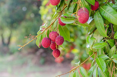 MAA LITCHI,LICHEE,LYCHEE Seed(11 per packet)