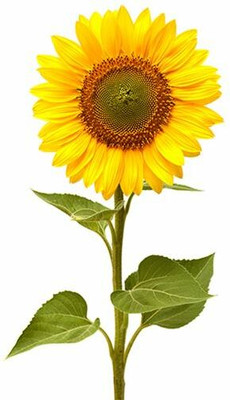 XOLDA Exotic sunflower Seed(20 per packet)