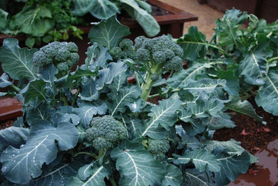 Qualtivate XLL-360 Arcadia F1 Broccoli Seeds Seed(200 per packet)