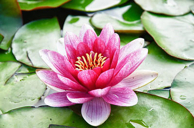 WILLWE lotus,kamal gatta Seed(10 per packet)