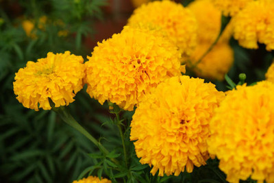 Xesas marigold/gende ka phool flower seeds Seed(25 per packet)