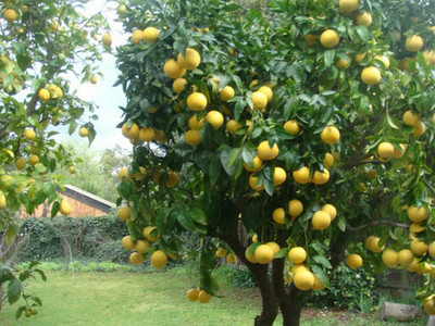 Aywal Lemon Fruit Seed(14 per packet)