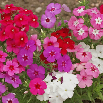 Aywal Phlox Flower Seed, Fragrant Dwarf Hybrid Beauty Mixed Seed(80 per packet)