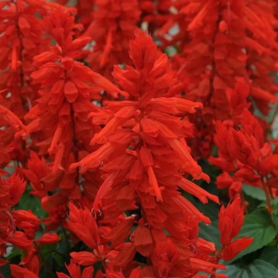 Quentova Flower Seeds Salvia Vista Red-XIL-2D Seed(100 per packet)