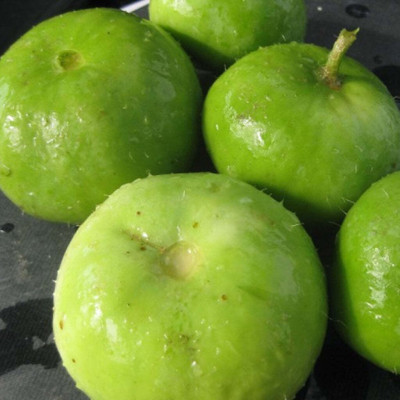 Farmonix Org_165_Tinda Seeds Seed(100 per packet)