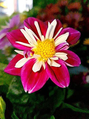 CYBEXIS TLX-24 - Rare Red and White Point Dahlia - (60 Seeds) Seed(60 per packet)