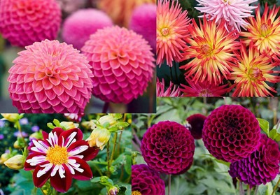LPR DAHLIA Seed(100 per packet)