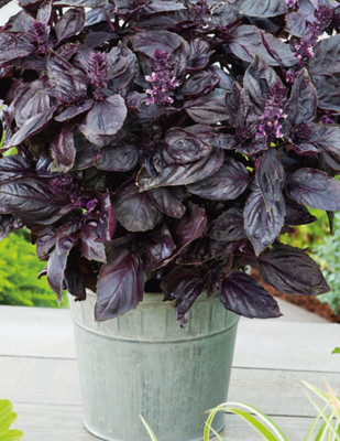 Quentova Basil Ruby Red Herb-KMT Seed(250 per packet)