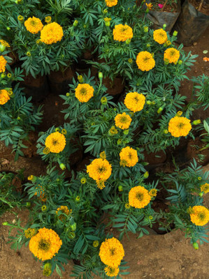ADVAIT ABEER marigold/gende ka phool flower seeds Seed(50 per packet)