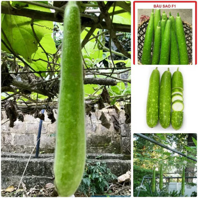CYBEXIS XLL-52 - Bottle Gourd Dudhi Sorakaya Lauki Calabash - (100 Seeds) Seed(100 per packet)