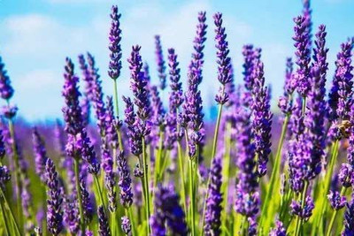 CYBEXIS NBIR-42 - Russian Lavender Sineva - (2250 Seeds) Seed(2250 per packet)