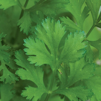 VibeX GBPUT-61 - Coriander for Planting - (2250 Seeds) Seed(2250 per packet)