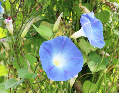 ZIXA Ipomoea hederacea Seed(10 per packet)