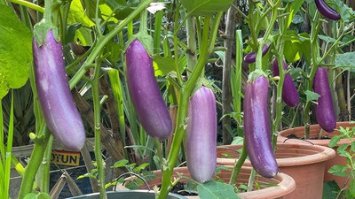 LIFELEX Long Purple Eggplant Brinjal Seed(38 per packet)