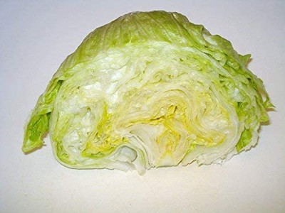 CYBEXIS XL-46 - Iceberg Lettuce for planting - (1350 Seeds) Seed(1350 per packet)