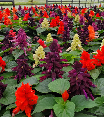 Quentova Salvia Mixed-GBPUT-3P Seed(75 per packet)