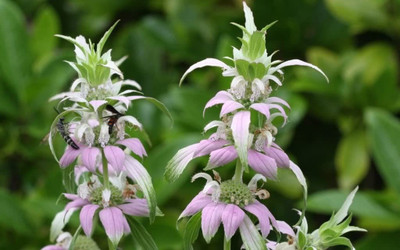 VibeX ® XLR-539 BEE Balm Horesemint Dotted Mint Seed(200 per packet)