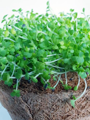CYBEXIS Pak Choi800 Seeds Seed(800 per packet)
