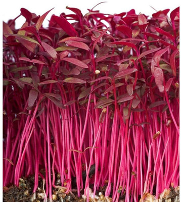 WILLVINE LXI-596 Red Amaranthus,Laal Saag,red spinach Seed(500 per packet)