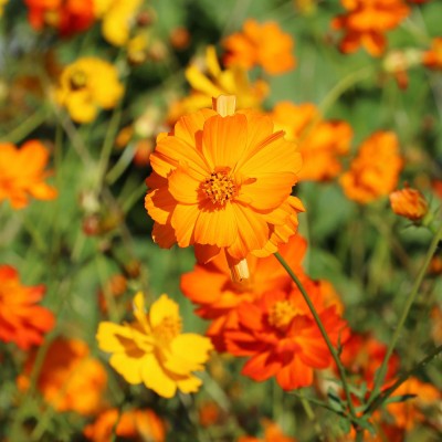 Quentova Flower, Diablo Cosmos Seed(100 per packet)