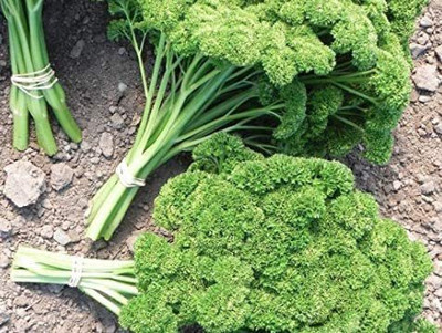 CYBEXIS VVI-89 - Curly Leaf Parsley - (750 Seeds) Seed(750 per packet)