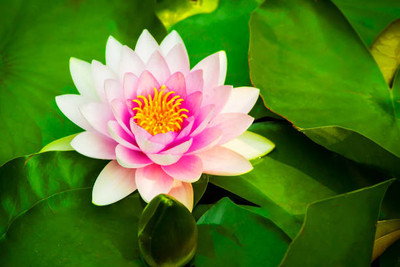 SANGEETS COLLECTION lotus,kamal gatta Seed(10 per packet)