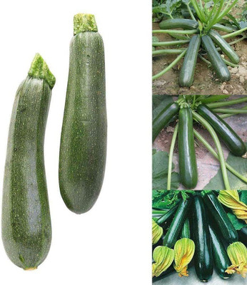 CYBEXIS Green Courgette Zucchini Seed100 Seeds Seed(100 per packet)