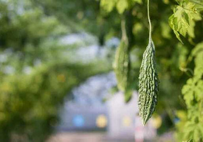 Oliver F1 BEST QUALITY BITTER GOURD SEEDS Seed(26 per packet)