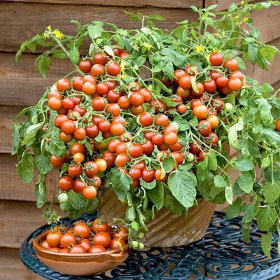 BJUBAS indian tomato seeeds for plant Seed(110 per packet)