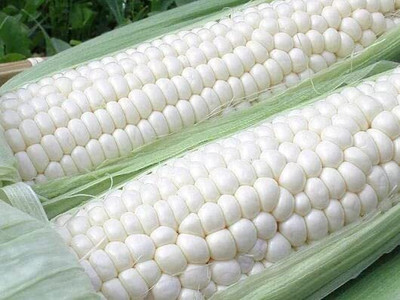 LPR SWEET CORN,BUTTA SEEDS Seed(200 per packet)
