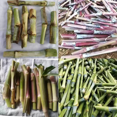 naturehils Super Napier Live Multicut High Germination Grass Stick Seed(20 per packet)