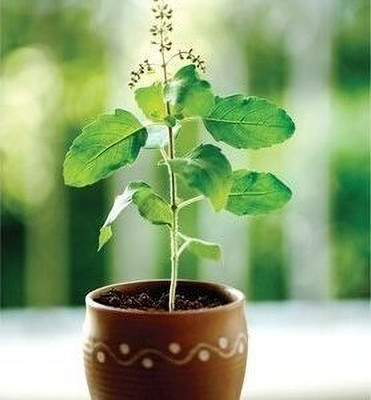 XOLDA Organic tulsi herb Seed(39 per packet)