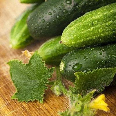 Qualtivate PUAS-4A Long Green Improved Cucumber Seeds Seed(300 per packet)