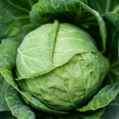 BDSresolve leaf cabbage seeds for gardening/cabbage seeds 39 Seed(39 per packet)