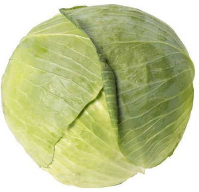 CYBEXIS White (Dutch) Cabbage2000 Seeds Seed(2000 per packet)