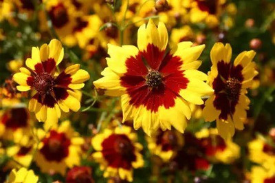 Aro Coreposis Seed(24 per packet)